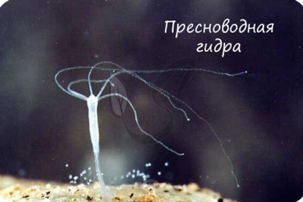 Первая покупка на blacksprut blacksputc com